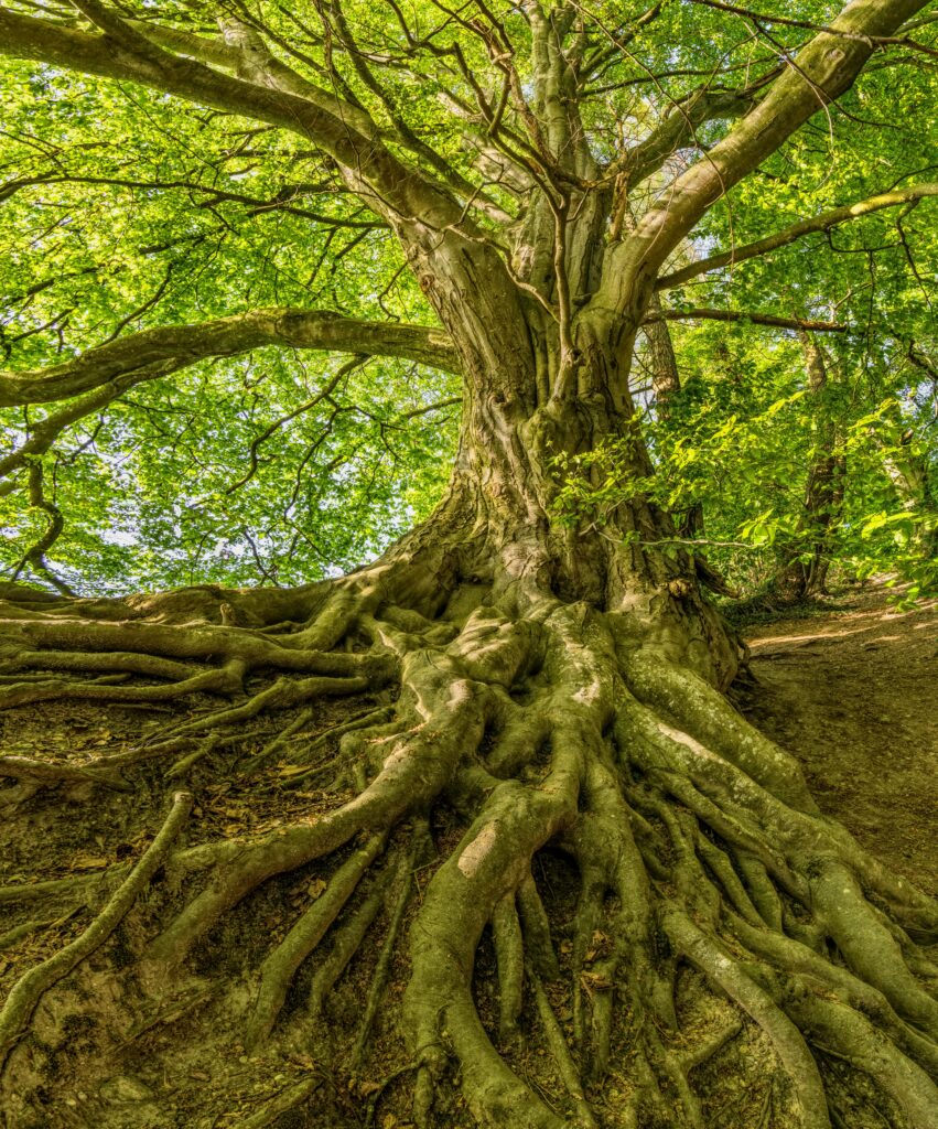 ALBERO DALLE GROSSE RADICI. TREE WITH BIG ROOTS