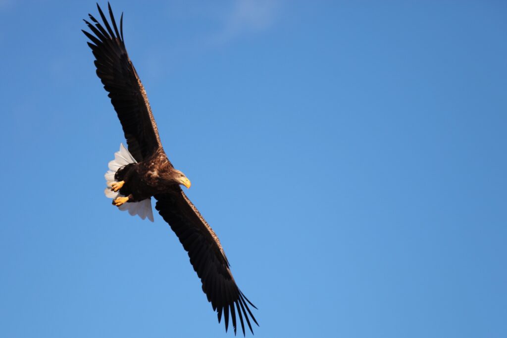 Aquila dalla coda bianca in volo. White-tailed eagle in flight