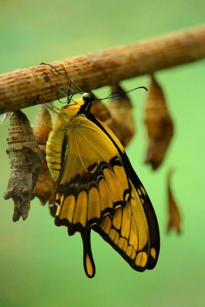 BRUCO DIVENTA FARFALLA. CATERPILLAR BECOMES BUTTERFLY